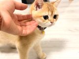 Orijinal Irk British Shorthair Ny12