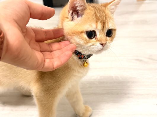 Orijinal Irk British Shorthair Ny12 görsel