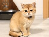Orijinal ırk british shorthair ny12