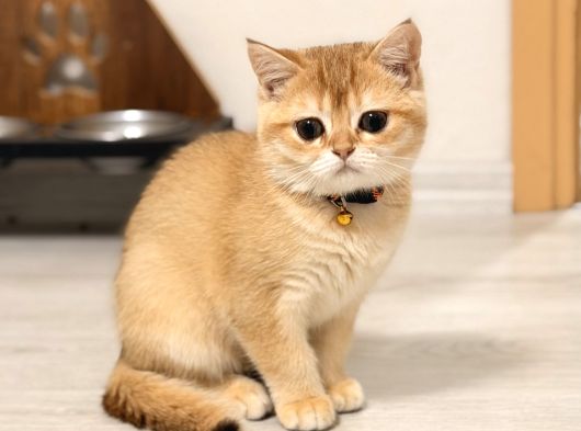 Orijinal Irk British Shorthair Ny12