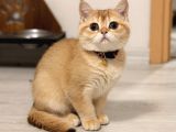 Orijinal Irk British Shorthair Ny12