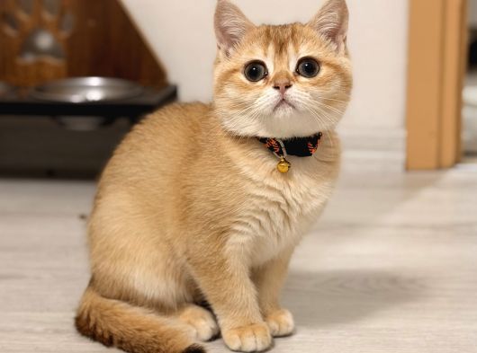 Orijinal Irk British Shorthair Ny12 görsel