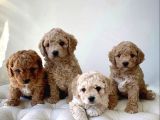 Toy poodle bebeklerimiz ilk aşıları yapıldı