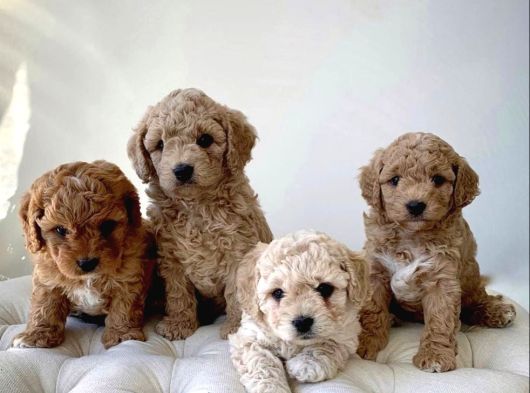 Toy Poodle Bebekler Kg Garantili Ilk Aşıları Yapıldı
