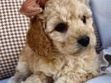 Açık renk severler için özel toy poodle yavrumuz