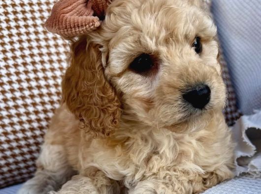 Açık Renk Severler Için Özel Toy Poodle Yavrumuz