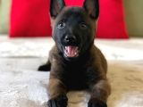 Belçika malinois üst kalite yavrular