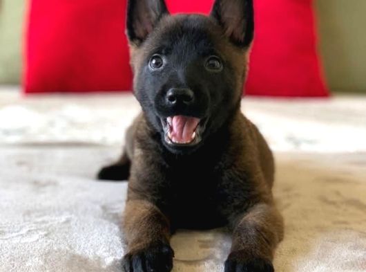 Belçika Malinois Üst Kalite Yavrular