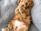 Teacup kg garantili maltipoo yavrumuz