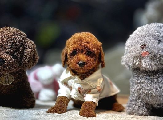 Toy Poodle Yavrularimiz