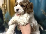Original cavapoo yavruları özel ırk