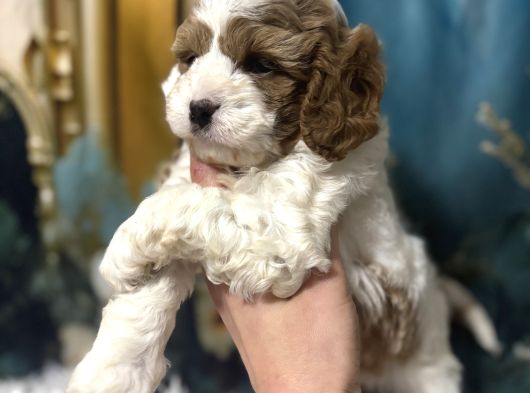 Original cavapoo yavruları özel ırk