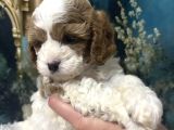 Original Cavapoo Yavruları Özel Irk