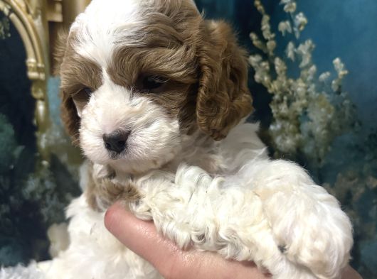 Original Cavapoo Yavruları Özel Irk görsel