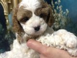Original Cavapoo Yavruları Özel Irk