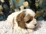 Original Cavapoo Yavruları Özel Irk