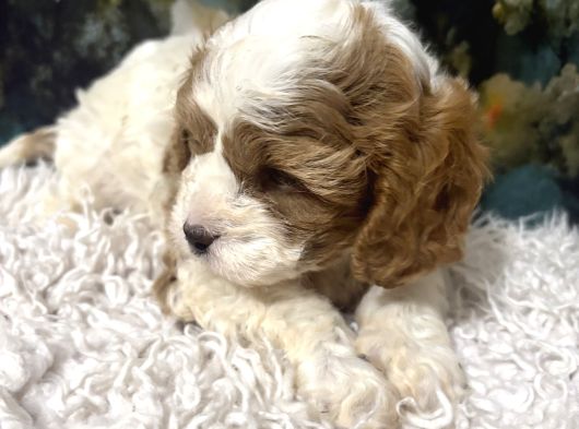 Original Cavapoo Yavruları Özel Irk görsel