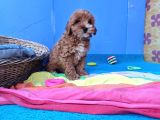 HER BÜTÇEYE UYGUN ORJİNAL MALTİPOO YAVRULAR