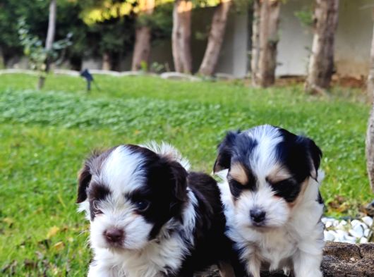 Gerçek Morki̇e Yavrular İstanbul Köpek Çi̇ftli̇ği̇nde görsel