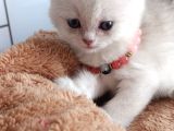 Aslan Prens