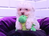Her Butceye Uygun Orji̇nal Maltese Yavrular