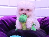 Her Butceye Uygun Orji̇nal Maltese Yavrular