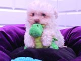 Her Butceye Uygun Orji̇nal Maltese Yavrular