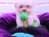 Her Butceye Uygun Orji̇nal Maltese Yavrular