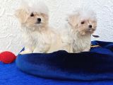 Gerçek Morki̇e Yavrular İstanbul Köpek Çi̇ftli̇ği̇nde