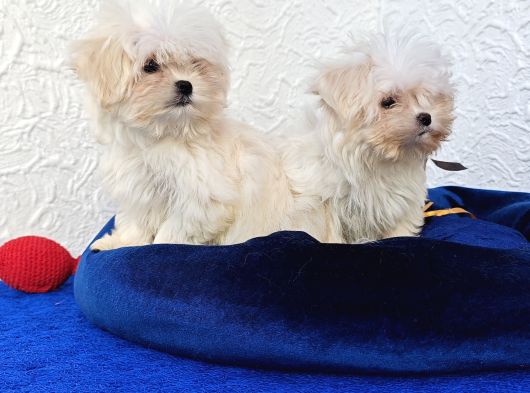 Gerçek Morki̇e Yavrular İstanbul Köpek Çi̇ftli̇ği̇nde görsel