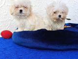 GERÇEK MORKİE YAVRULAR İSTANBUL KÖPEK ÇİFTLİĞİNDE