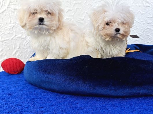 Gerçek Morki̇e Yavrular İstanbul Köpek Çi̇ftli̇ği̇nde