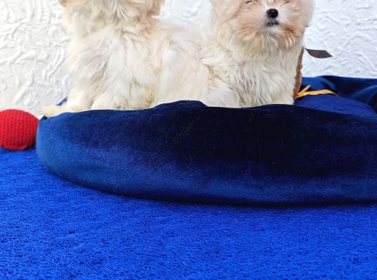 Gerçek Morki̇e Yavrular İstanbul Köpek Çi̇ftli̇ği̇nde görsel