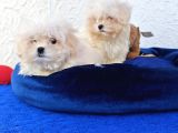 Gerçek Morki̇e Yavrular İstanbul Köpek Çi̇ftli̇ği̇nde