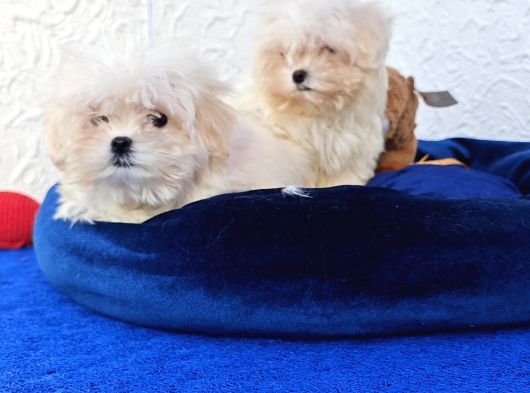 Gerçek Morki̇e Yavrular İstanbul Köpek Çi̇ftli̇ği̇nde görsel