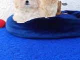 Gerçek Morki̇e Yavrular İstanbul Köpek Çi̇ftli̇ği̇nde