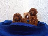 Her Bütçeye Uygun Orji̇nal Toy Poodle Yavrular
