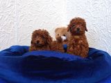 Her Bütçeye Uygun Orji̇nal Toy Poodle Yavrular