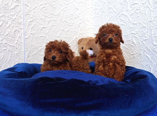 Her Bütçeye Uygun Orji̇nal Toy Poodle Yavrular görsel
