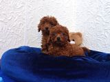 Her Bütçeye Uygun Orji̇nal Toy Poodle Yavrular