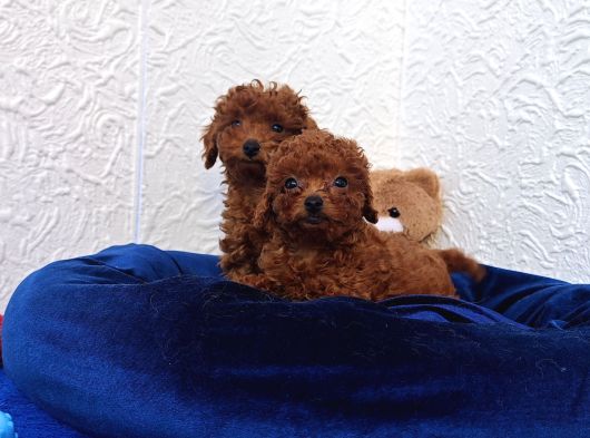 Her Bütçeye Uygun Orji̇nal Toy Poodle Yavrular görsel