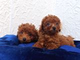 Her Bütçeye Uygun Orji̇nal Toy Poodle Yavrular