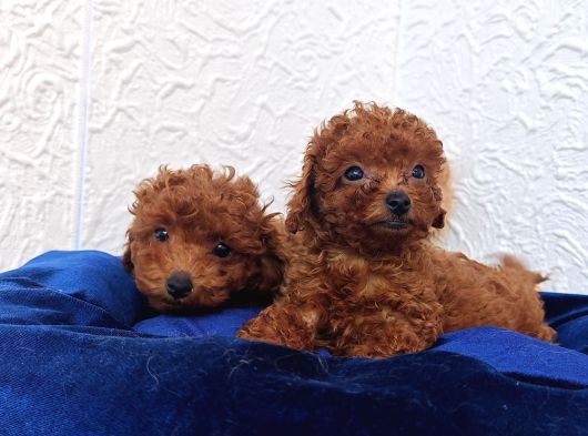 Her Bütçeye Uygun Orji̇nal Toy Poodle Yavrular görsel
