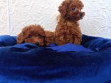 Her Bütçeye Uygun Orji̇nal Toy Poodle Yavrular