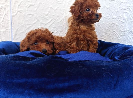 Her Bütçeye Uygun Orji̇nal Toy Poodle Yavrular görsel