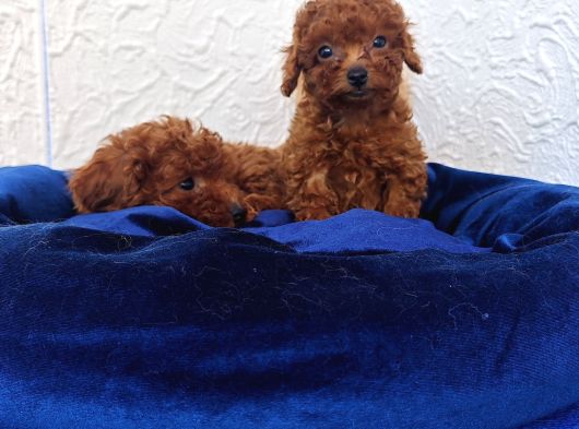 Her Bütçeye Uygun Orji̇nal Toy Poodle Yavrular görsel