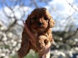 Original Maltipoo Özel Irk Yavruları