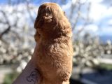 Original Maltipoo Özel Irk Yavruları