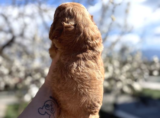 Original Maltipoo Özel Irk Yavruları görsel