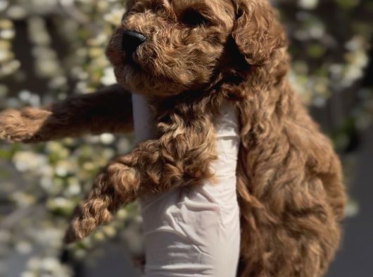 Original Maltipoo Özel Irk Yavruları görsel